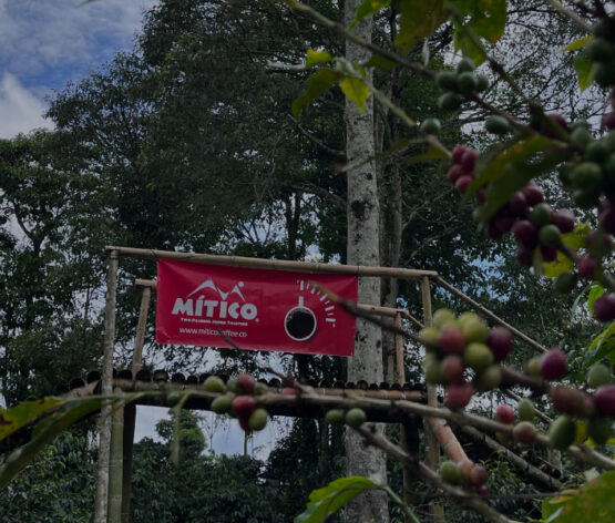 Regresa La PCC MTB Series